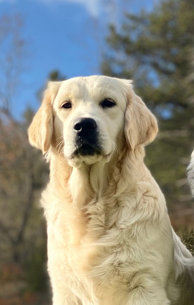 Les Golden Retriever de l'affixe De La Tour Des Salelles