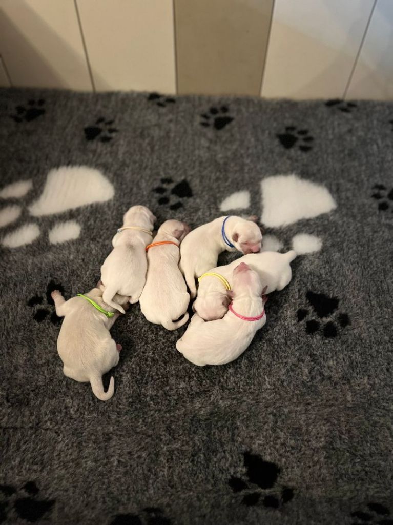 chiot Golden Retriever De La Tour Des Salelles