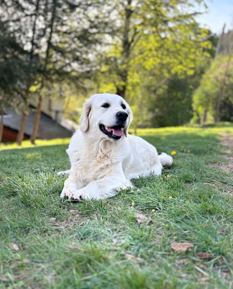 Butterfl 'highland Sokanon