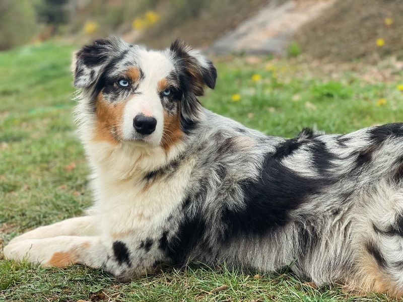DES BÉBÉS AUSTRALIENS BIENTÔT DISPONIBLE