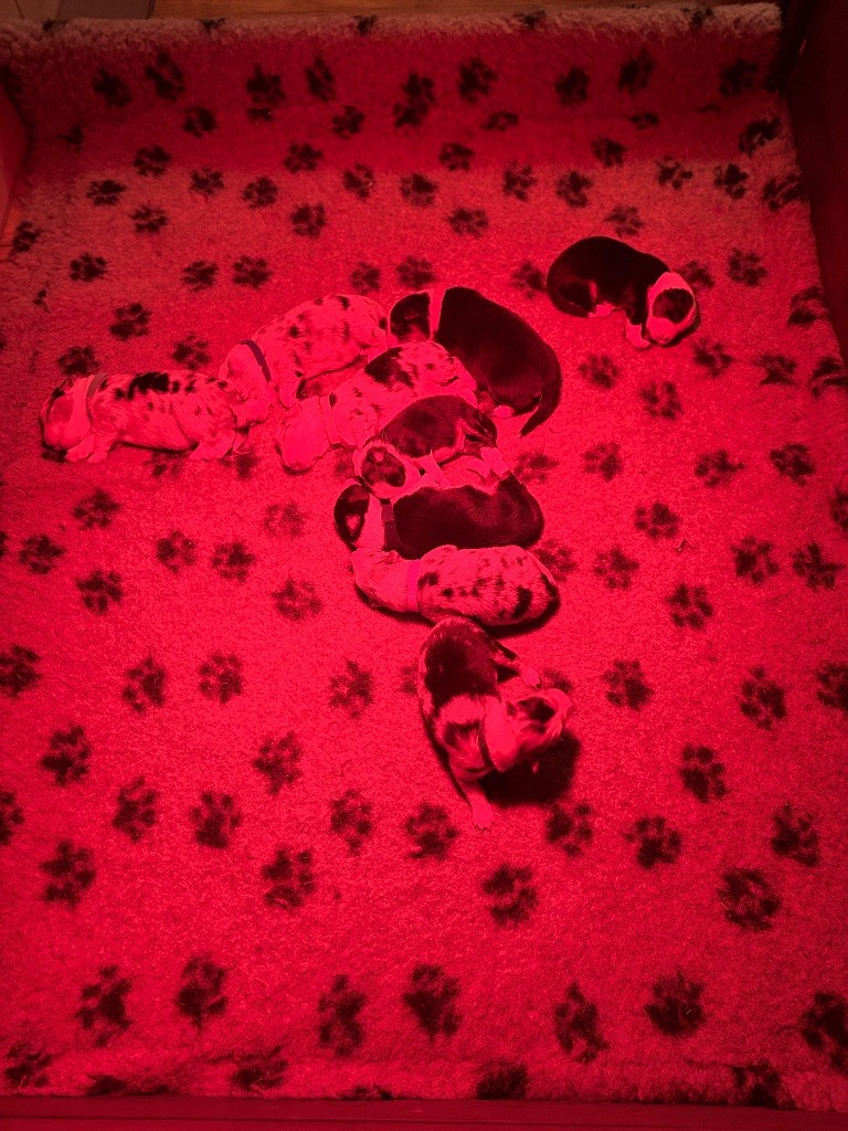 DES BÉBÉS AUSTRALIENS BIENTÔT DISPONIBLE