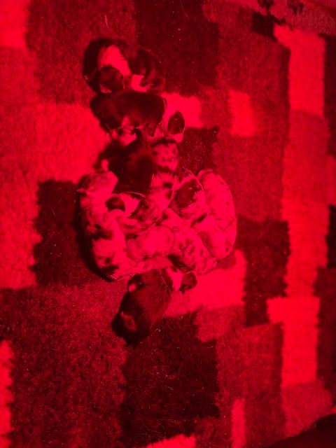 Chiot Berger Australien De La Tour Des Salelles