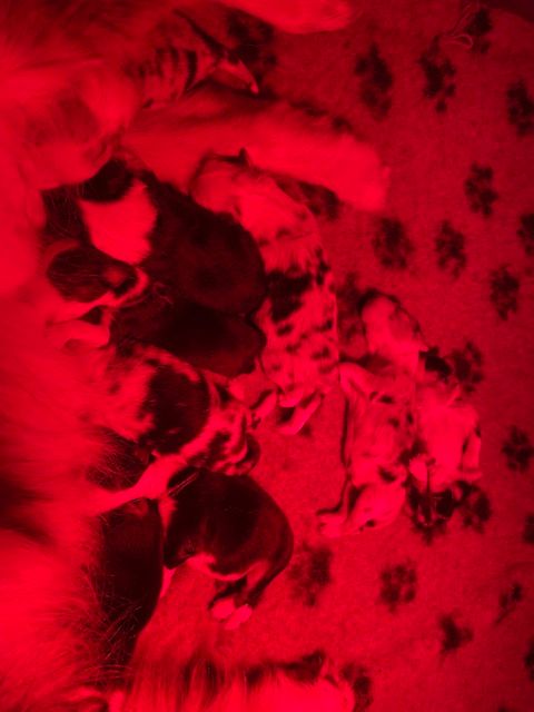 De La Tour Des Salelles - Chiots disponibles - Berger Australien