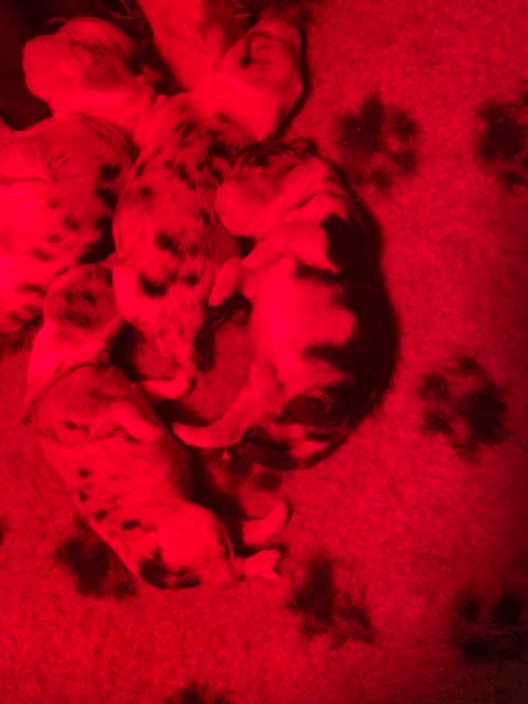 De La Tour Des Salelles - Chiots disponibles - Berger Australien