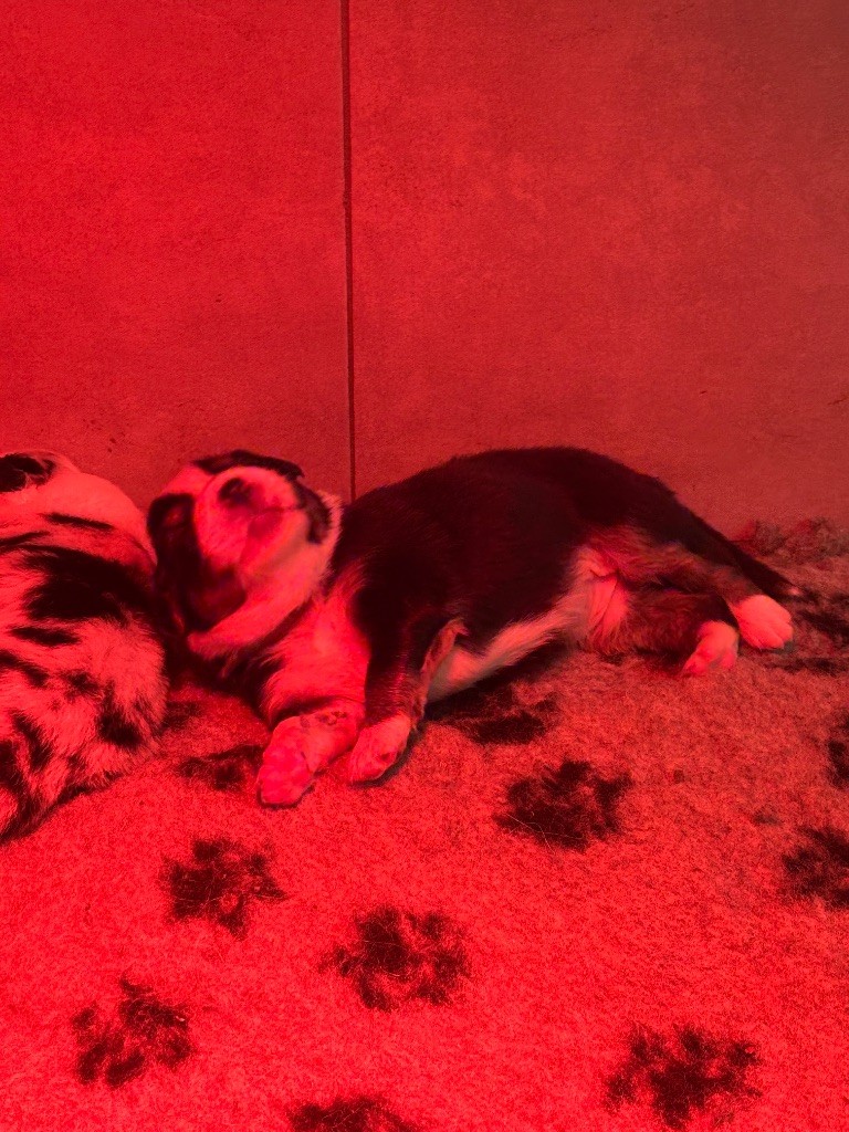 De La Tour Des Salelles - Chiots disponibles - Berger Australien