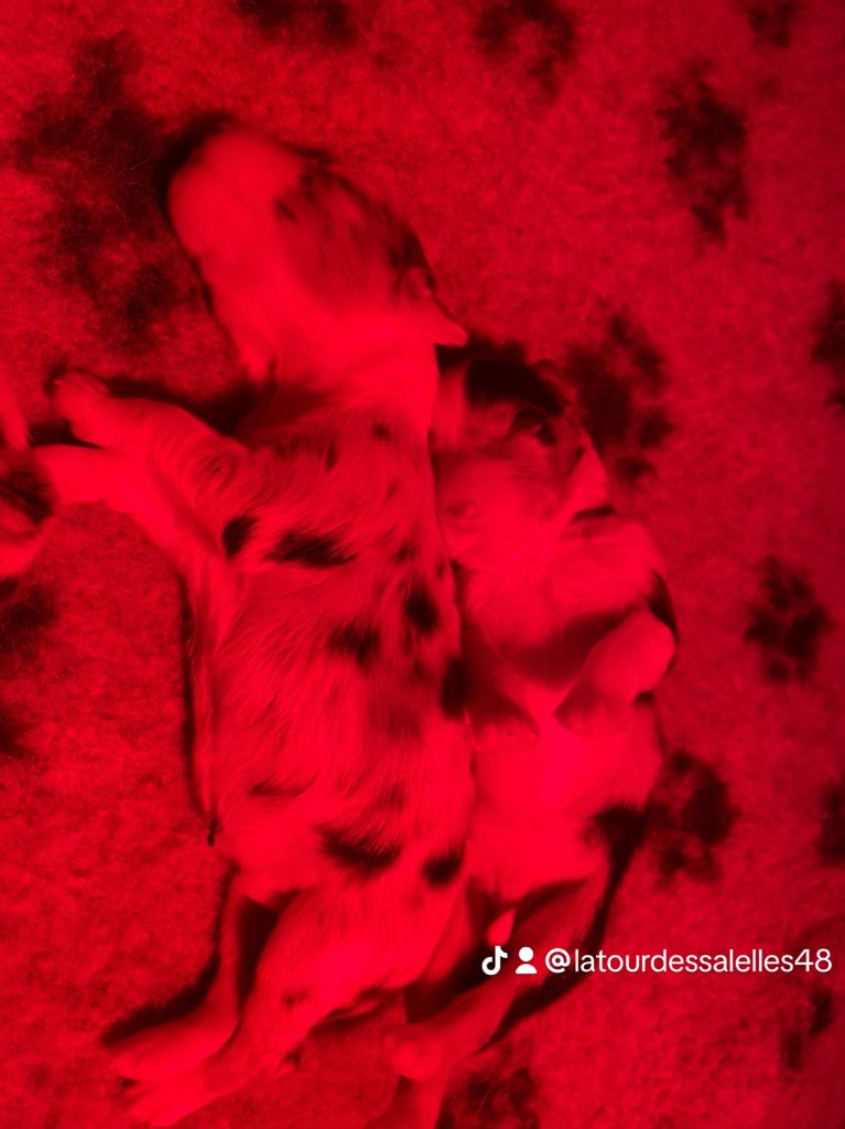 De La Tour Des Salelles - Chiots disponibles - Berger Australien