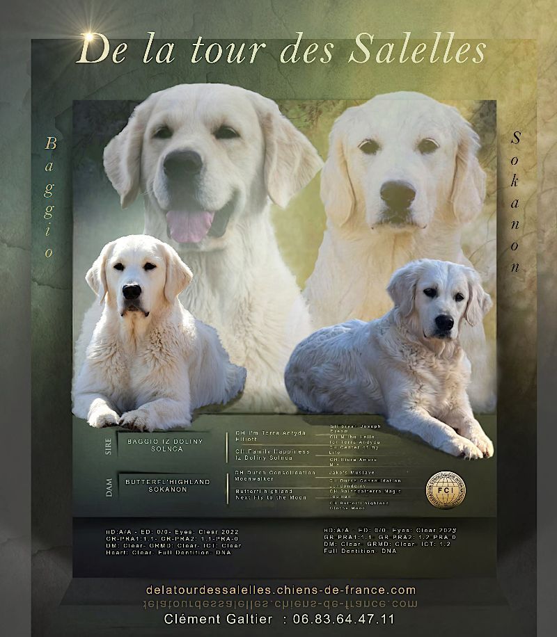 Chiot Golden Retriever De La Tour Des Salelles