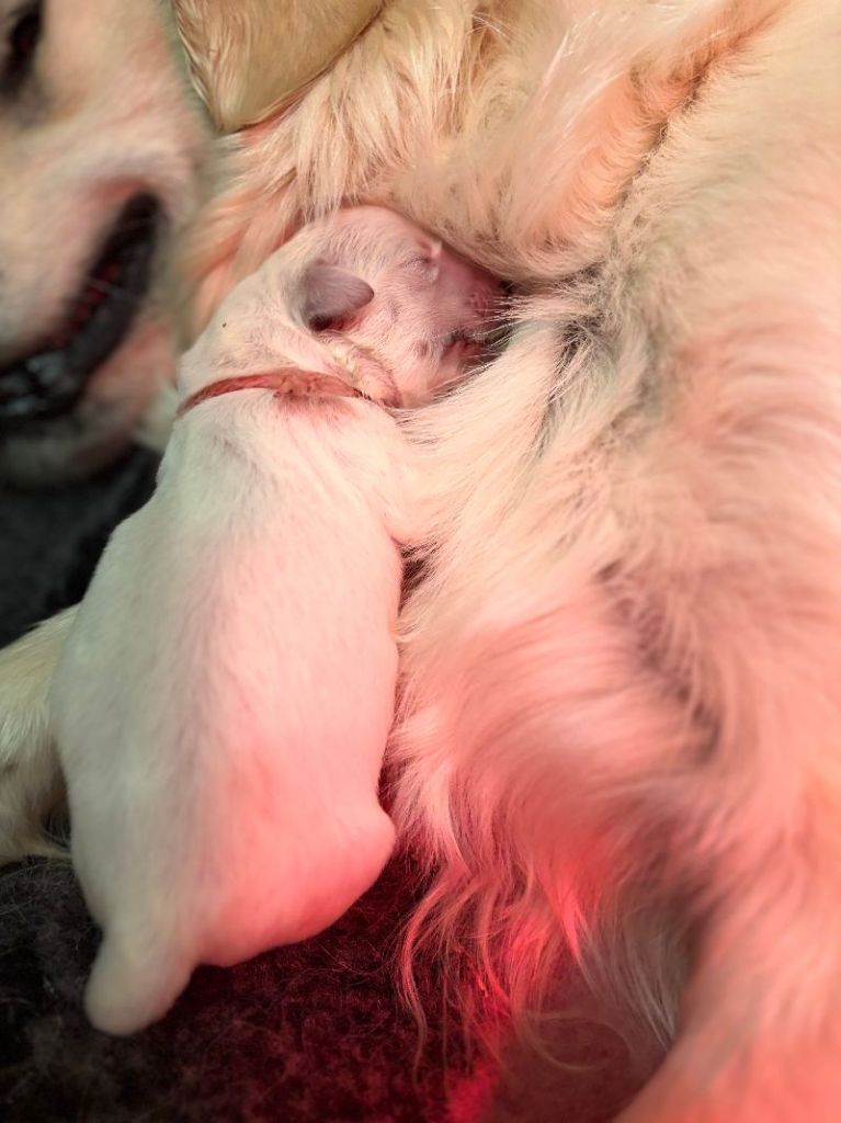 De La Tour Des Salelles - Chiots disponibles - Golden Retriever