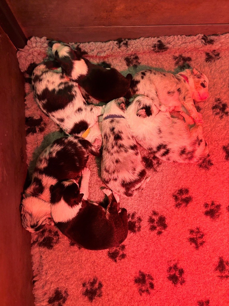 Chiot Berger Australien De La Tour Des Salelles