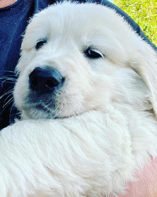CHIOT
