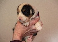 CHIOT collier rose