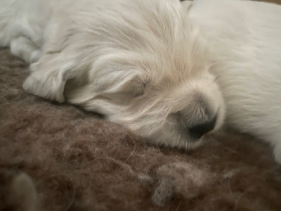CHIOT