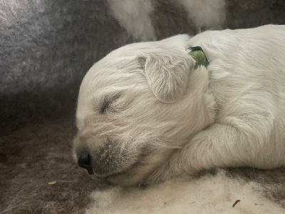 CHIOT