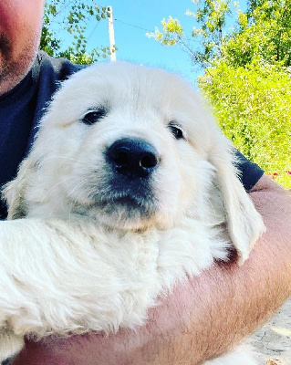 CHIOT