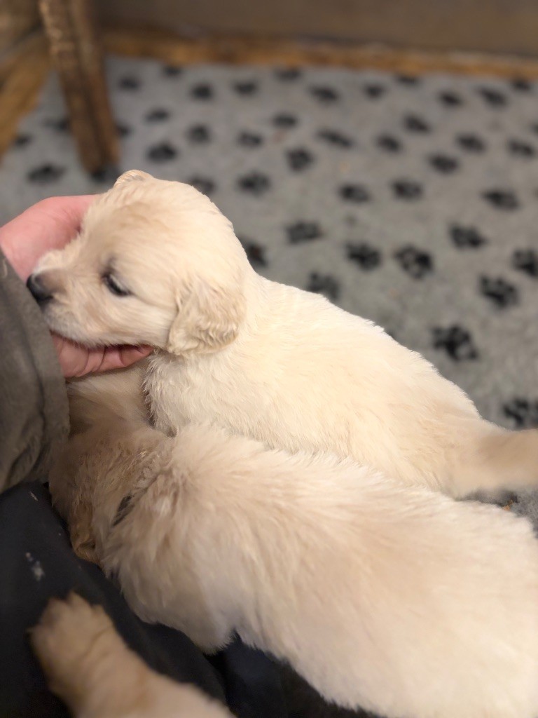De La Tour Des Salelles - Golden Retriever - Portée née le 21/11/2024