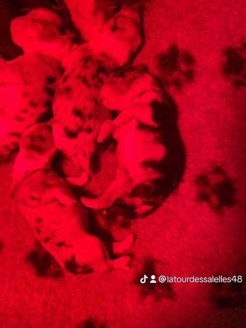 De La Tour Des Salelles - Chiots disponibles - Berger Australien